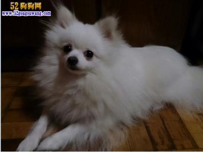 博美幼犬吃什么身体好 博美犬吃什么好