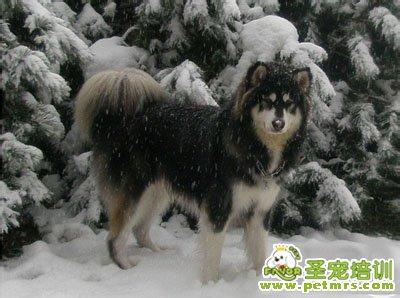 阿拉斯加雪橇犬长短 阿拉斯加雪橇犬寿命