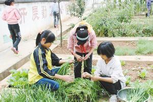 科技苑养猪妙用中草药 韭菜在养猪生产中的妙用