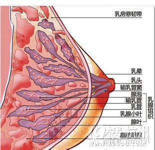 女性乳房下垂 女性乳房下垂怎么办(2)