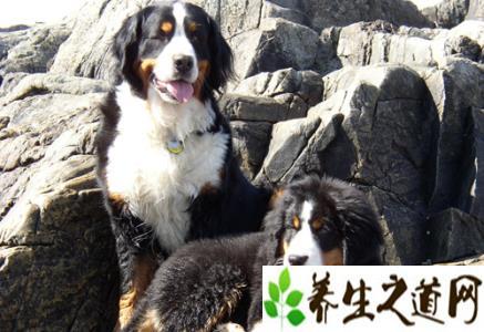 秋田犬适合家养吗 伯恩山犬适合家养吗