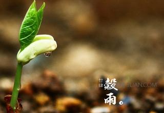 谷雨食俗 谷雨节气有哪些食俗