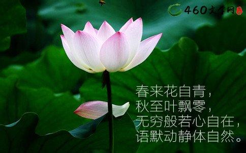 心静如莲云水禅心散文 云水禅心，清静如莲