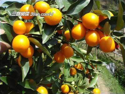 柑橘花期管理技术要点 秋分至立冬期柑园管理要点