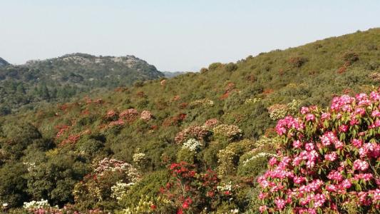 曲靖师宗菌子山 曲靖菌子山