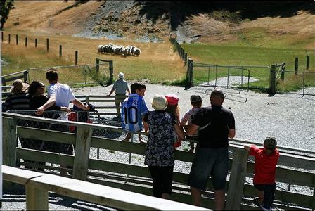 walter peak farm 瓦尔特高原牧场