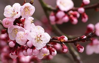 春季易发疾病 春季易发的“桃花癣”疾病防治