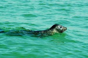大连斑海豹自然保护区 辽宁斑海豹国家自然保护区介绍