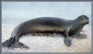 海豹的特征 海豹的形态特征