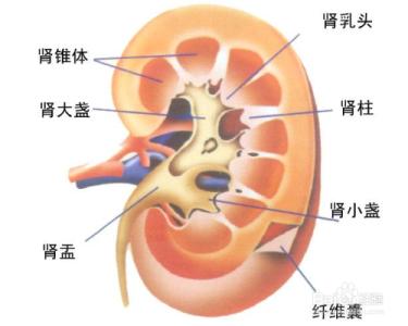 女生为什么会肾不好 为什么会肾不好