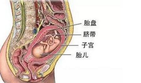 胎盘前壁会提前生吗 胎盘前壁能顺产吗