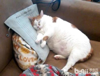 公猫绝育后为啥发胖 猫咪绝育后会发胖吗