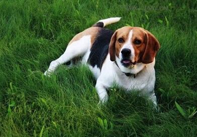 比格犬吃什么狗粮好 比格犬最害怕什么