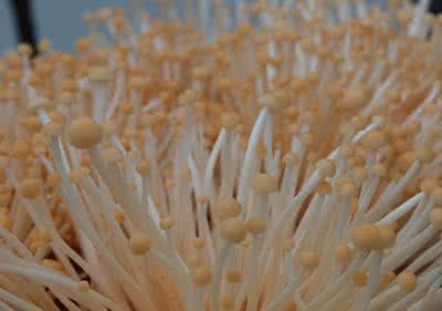 酸汤肥羊金针菇的做法 如何管好金针菇出菇期肥水