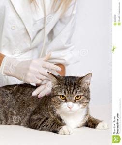 什么科室女医生受欢迎 最受欢迎的“猫医生”