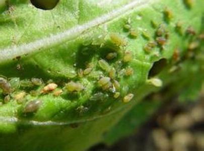 蚜虫的防治方法 小白菜菜蚜防治方法