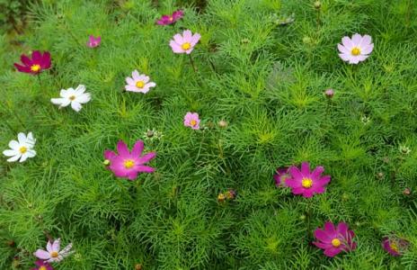 格桑花和波斯菊的区别 波斯菊的种植方法