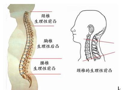 人体正常生理指标 人体正常生理指标大全