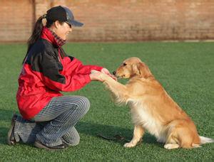 怎么训练狗狗握手 训练爱犬握手