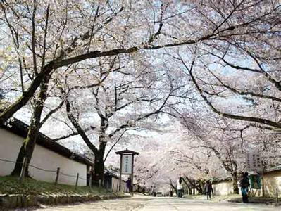 京都到奈良 四月从京都到奈良一路花见