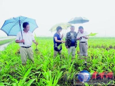 花木病虫害防治 花木施肥除草和病虫害防治