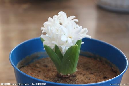 白色风信子准确花语 白色风信子花语