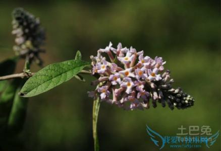 密蒙花的图片 密蒙花的花语