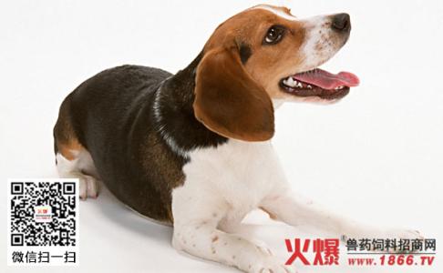 比格犬有攻击性吗 比格犬会咬人吗