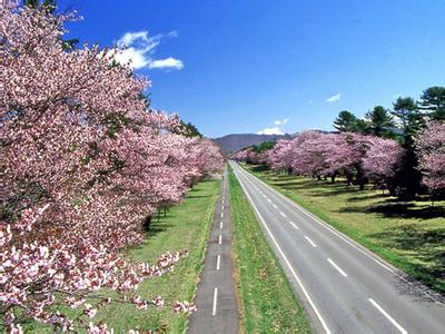 日本三月樱花 三月日本樱花浪漫之旅