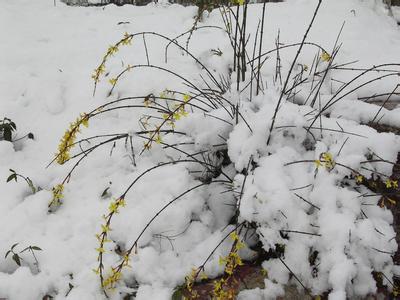 三年级迎春花阅读答案 雪地里的迎春花阅读答案