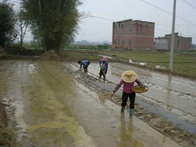 早稻集中育秧 谷雨时节早稻播种育秧技术指导