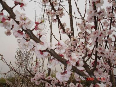 伤心往事 闲看花开花落，徒留伤心往事