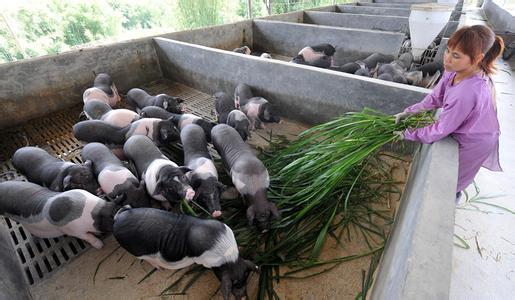 养猪场免疫程序参考表 农村养猪场生态养殖的免疫预防措施