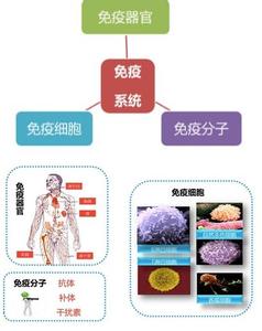 影响免疫力的因素 会影响免疫系统的九大因素