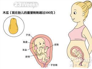 怀孕6个月怎样算胎动 怀孕6个月胎动次数