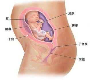 怀孕6个月胎动视频 怀孕6个月胎动