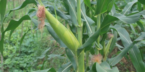 玉米须的功效与作用 玉米须的功效与作用(2)