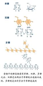 单糖和多糖的异同点 单糖和多糖的区别