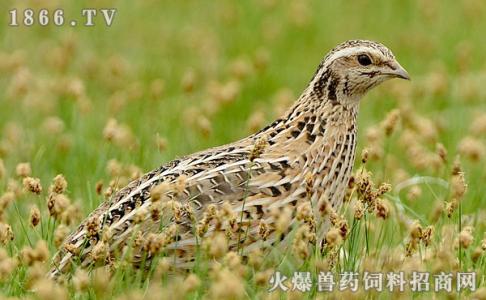 鹌鹑产蛋量 确保鹌鹑冬季平稳产蛋五个措施