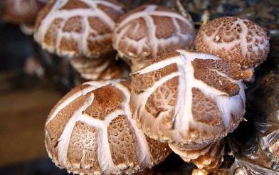 蘑菇 菌类 最有益人体的六种菌类蘑菇