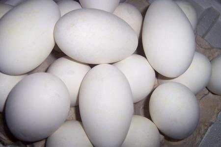 孕妇吃鹅蛋注意事项 食用鹅蛋的注意事项(2)