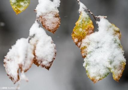 又是一年秋风起 又是一年秋华成白雪