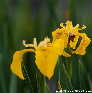 生日花 黄色鸢尾花的花语