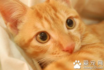 晚上猫叫声得撕心裂肺 猫的叫声代表什么