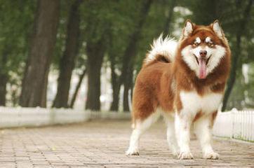 阿拉斯加雪橇犬 阿拉斯加雪橇犬怎么看