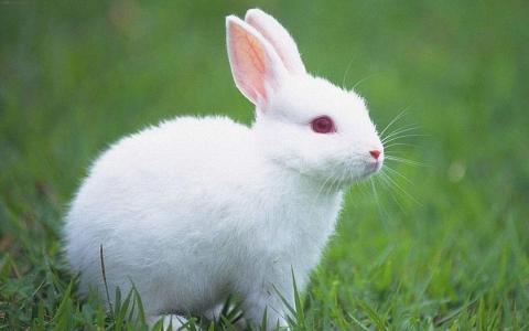 肾虚的识别与养护 如何识别与养护荷兰兔