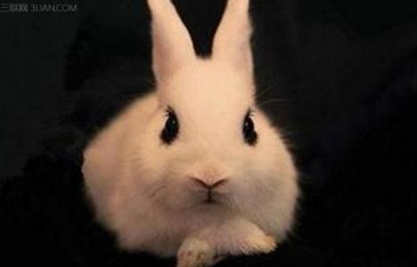 贴梗海棠的养护方法 海棠兔有哪些品种和养护方法(4)
