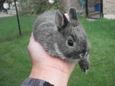 荷兰侏儒兔 荷兰侏儒兔有什么特点
