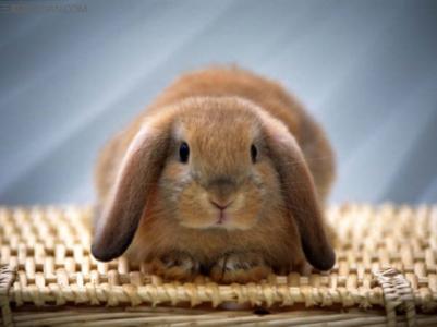 荷兰垂耳兔如何养 荷兰垂耳兔如何养护