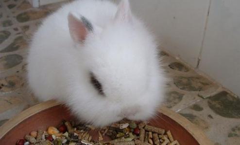 混合喂养的正确方法 猫猫兔的品种与喂养方法有哪些